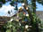 Owatonna Tree Trimming Service in Owatonna, MN