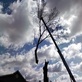 Lawn & Tree Service in Jeffersonville, IN 47130