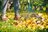 Professional Lawn Care Snellville GA in Snellville, GA