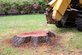 Stump & Tree Removal in Paradise Valley - Phoenix, AZ 85001