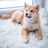 Clover Dog Pet Supply and Wash in Cloverdale, CA