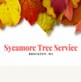 Sycamore Tree Service Brockton in Brockton, MA Tree Services