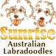 Sunrise Australian Labradoodles in Anthony, FL Dog Breeders
