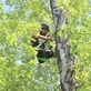 Pro Tree Service Colorado in Evergreen, CO Tree Services