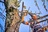 Southeast Birmingham Tree Service in Birmingham, AL