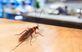 Exporters Pest Control Supplies & Equipment in Yorba Linda, CA 92885