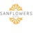 Sanflowers by Ahoxus in Seabrook, NH