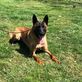 Prestige Protection Dogs in Wilton, CA Guard Dog Rental