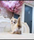 Munchkin Kittens For Sale in Oklahoma City, OK Animal & Pet Food & Supplies Manufacturers