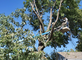 Darren Barnes Tree & Stump Removal in Inman, KS Tree & Shrub Transplanting & Removal