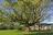 Tuscaloosa Tree Trimming & Removal Specialists in Tuscaloosa, AL