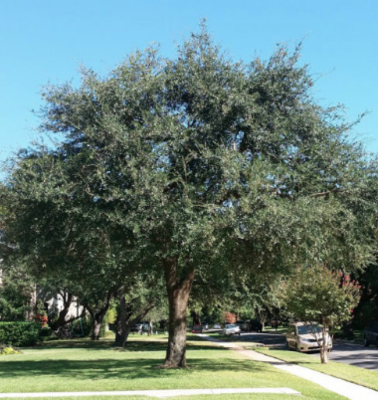 Stockton Tree Services in Valley Oak - Stockton, CA 95212