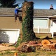 Pro Tree Service in North End - Tacoma, WA