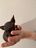 Sphynx Kittens For Sale in Bourne, MA