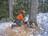 Magic Tree Removal and Trimming Service Of Shoreline in Shoreline, WA