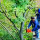 Tree Service Equipment in Waltham, MA 02452