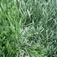 ProTurf Artificial Grass Solution in Roseville, CA