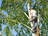 St. Pete Tree Care in Saint Peters, MO