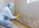 Mold Experts of Buffalo in Buffalo, NY Construction