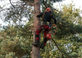 Lake Forest Tree Care in Lake Forest, CA Lawn & Tree Service