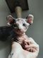 Sphynx Kittens For Sale in sterling, OK Business Legal Services