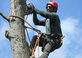 Tree Services of Chino Hills in Chino Hills, CA