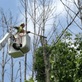 Las Cruces Tree Service in Las Cruces, NM
