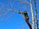 Glendale Tree in Citrus Grove - Glendale, CA Tree Services