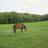 Five Springs Farm in Rice, VA 23966 Business Services