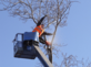 Tustin Pro Tree Services in Tustin, CA