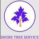 Shore Tree Service in Quincy, MA Tree & Shrub Transplanting & Removal