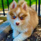 JD Pomskies in Greencastle, IN