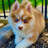 JD Pomskies in Greencastle, IN