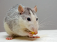 Ground Pest Control in West Beaverton - Beaverton, OR