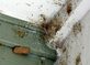 Wisco Termite Removal Experts in Marshfield, WI Pest Control Services