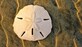 Sand Dollar Notes in Clovis, CA Financial Consulting Services