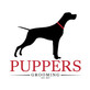 Puppers Pet Sitting in Evans, GA