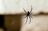 Boomtown Pest Control Solutions in Beaumont, TX