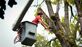 Space City Tree Service in Far North - Houston, TX Tree Services
