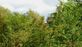 Tree Services in Central - Mesa, AZ 85213