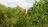 Grand Canyon Tree Service in Central - Mesa, AZ