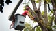 Geranium City Tree in Mcdonough, GA Tree Consultants