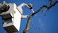 Strong Island Tree Service in Long Island City, NY Tree Consultants