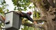 Big Farm Tree Service in Mandeville, LA Tree Service