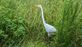 Bluegrass State Wildlife Control Experts in Richmond, KY Green - Pest Control
