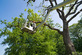 Hustle Hauling & Removal in Richmond, UT Tree Service Equipment