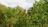 ST. Clair Tree Removal Service in Belleville, IL
