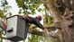 Funky Town Tree Service in Tallahassee, FL Tree Surgery