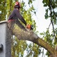 Sleeping Giant Tree Service in Hamden, CT Tree Services