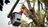 Hiking Town Tree Service in Rancho Santa Margarita, CA